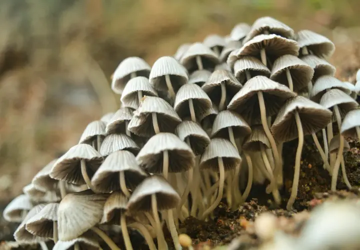 Growkit Golden Teacher - zestaw edukacyjny do obserwacji grzybni