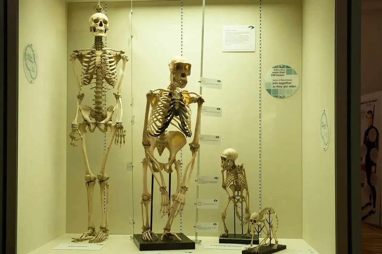 Szkielety człowieka, goryla i szympansa w muzeum. Wystawa pokazuje ewolucję i ile lat ma ludzkosc.